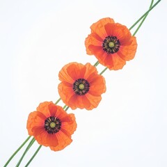 Vibrant Red Poppies on Stems Against White
