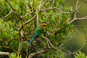 Cinnamon-chested bee-eater (Merops oreobates) perched on a branch at Jambo Scenic View of Kenya's Rift Valley