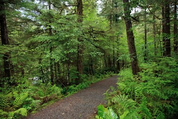 Alaska Rain Forest trail