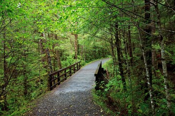Alaska Rain Forest trail and footbridge