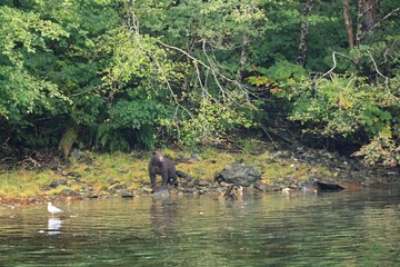 Alaskan Brown Bear Ketchikan Alaska