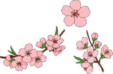 Elegant cherry blossom branches in soft pink hues offering delicate spring beauty and serene floral designs