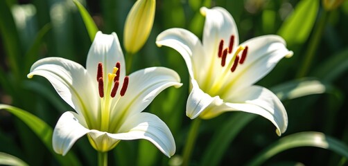 Obraz premium Close-up of two white lilies with rich green leaves in bright sunlight. Elegant floral bloom with texture detail pure summer garden beauty. Soft illumination delicate petals, dark stamens.