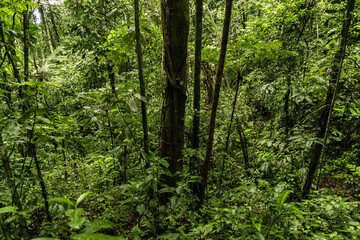 Natural forest, fauna of the Ecuadorian Amazon