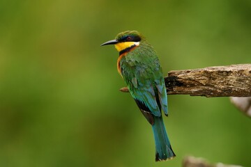 Cinnamon-chested bee-eater (Merops oreobates) at Jambo Scenic View, Rift Valley, Kenya.
