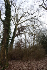 trees in the forest