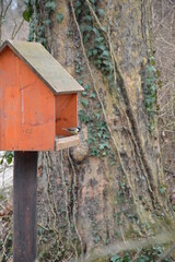bird house in the woods