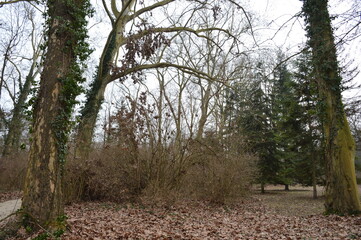 Naklejka premium trees in the forest