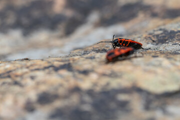 Red soldier bug Pyrrhocoris apterus