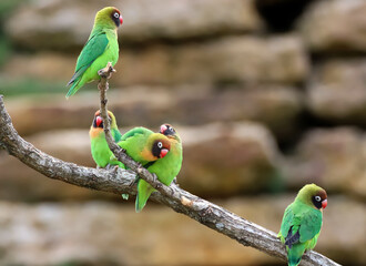 Fototapete bei efototapeten.de bestellen   