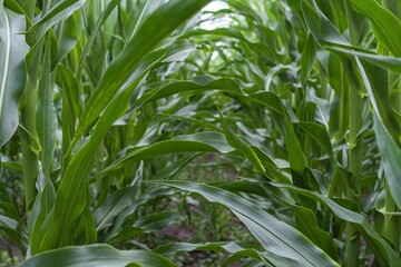 Naklejka premium Cornfield with tall green plants under cloudy sky in summer