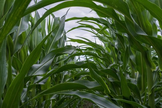 Cornfield with tall green plants under cloudy sky in summer