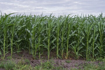 Obraz premium Cornfield with tall green plants under cloudy sky in summer
