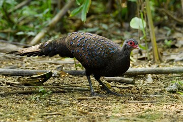 Germain’s peacock-pheasant (Polyplectron germaini) at Cat Tien National Park in southern Vietnam
