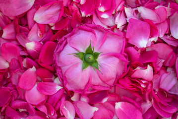 Inverted Rose Bloom: Abstract Symmetry of Pink Petals