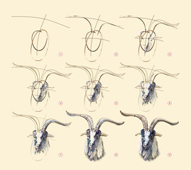 Page shows how to learn to draw from life sketch of the goat with horns. Creation step by step painting with pastel chalks. Educational page for artists. Hand drawn vector illustration.