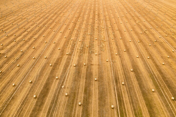 harvested wheat field with many straw bales