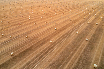 harvested wheat field with many straw bales