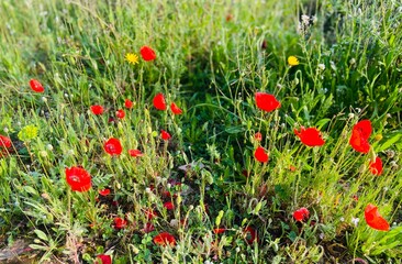 field of poppies