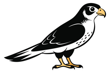 Illustration features a standing falcon, displaying its distinct black and white plumage