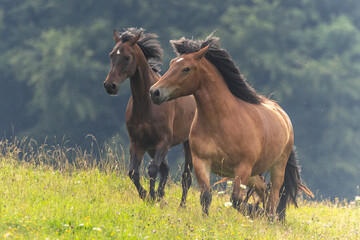Obraz premium 2 Braune rennen auf der Wiese