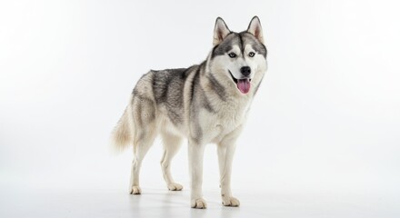 Naklejka premium Majestic Siberian Husky Stands Proudly in Studio