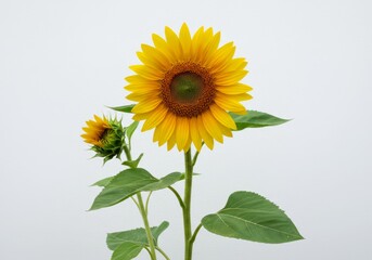 Obraz premium Blooming Sunflower with Bud Against White Background