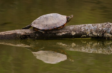 Obraz premium Turtle reflection