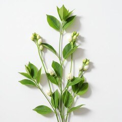 Fototapeta premium Delicate Branches with Buds and Green Leaves