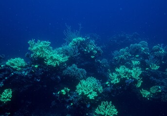 Fototapeta premium Luminous Coral Reef Ecosystem Undersea