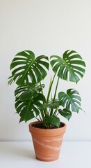 Lush Monstera Plant in Terracotta Pot