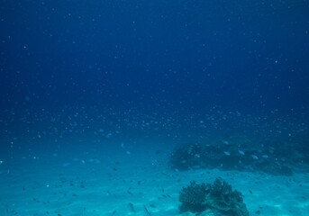 Abundant Fish Schooling Over Coral Reef in Blue Ocean