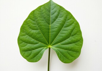 Fototapeta premium Vibrant Green Leaf with Detailed Veins on White Background