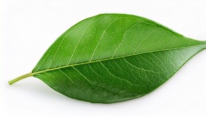 Obraz premium single green leaf detailed closeup photography isolated on white