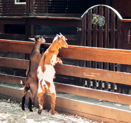 horse in stable