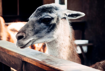portrait of a goat