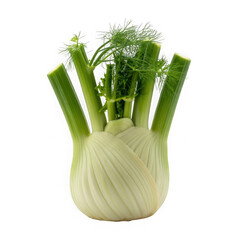Fresh fennel bulb with green fronds isolated on transparent background