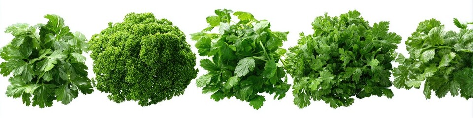 Fototapeta premium Fresh bunches of vibrant green herbs