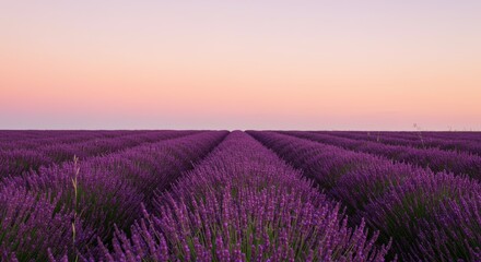 Vibrant lavender fields stretch towards a pastel sunset.