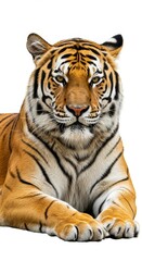 Fototapeta premium Majestic Tiger Resting in a Relaxed Pose