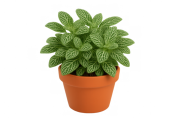 Delicate nerve plant sprouting from terracotta pot, green veined leaves highlighting botanical elegance against clean white backdrop