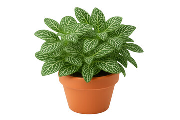 Small nerve plant growing in a terracotta pot, isolated on transparent background, ideal for interior design and decoration projects