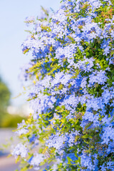 Blooming wall of blue plumbago flowers