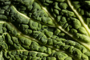 detalle y textura de hoja de repollo