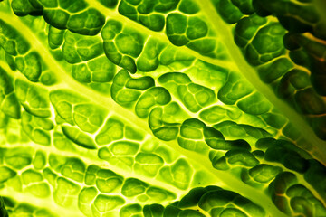detalle y textura de hoja de repollo
