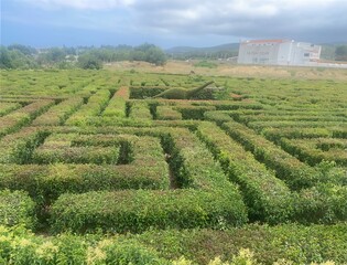 maze in the field