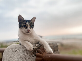 Cat lounges gracefully on stone wall, gazing into distance. Backdrop features soft sunset sky above...