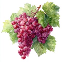Fototapeta premium Watercolor red grapes on vine