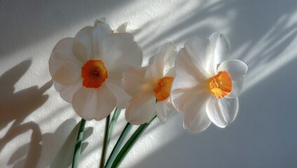 Obraz premium Three delicate white daffodils, bathed in sunlight, cast soft shadows