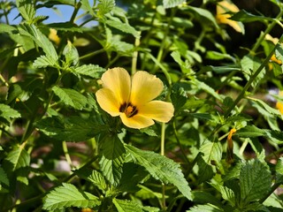 Damiana flower in the morning	